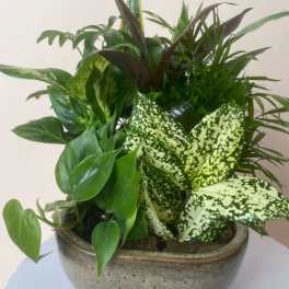 Mixed green houseplants in a shallow ceramic bowl