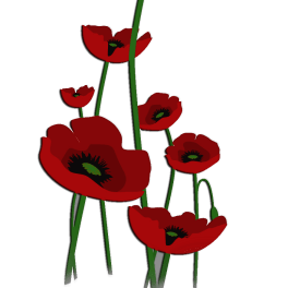 Cluster of red poppy flowers with long green stems