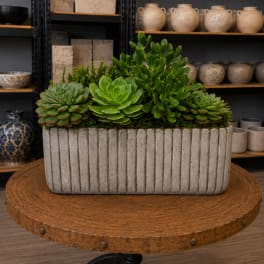 Succulent arrangement in a ribbed rectangular concrete planter