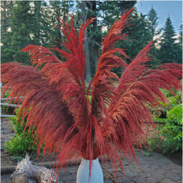 No-Shed Silky Large Pampas (3-4ft) - Deep Rust Red
