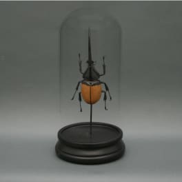 Brown Hercules Beetle Glass Cloche