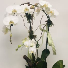 White orchid arrangement in a shallow white container with striped ribbon