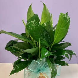 Potted green houseplant in a woven basket with a blue ribbon