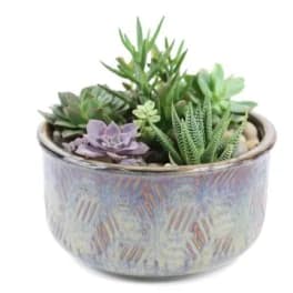 Succulent arrangement in a patterned ceramic pot