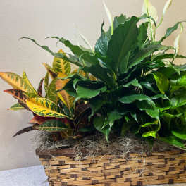 Mixed potted plants in a woven basket planter