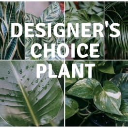 Collage of assorted green houseplants with large leaves and bold text reading Designer's Choice Plant.