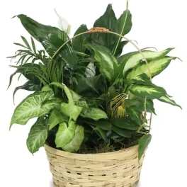 Basket of assorted green houseplants with broad leaves