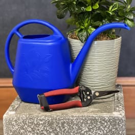 Potted green plant with a blue watering can and pruning shears
