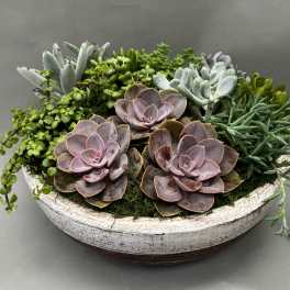 Succulent arrangement in a shallow white bowl with pink rosettes