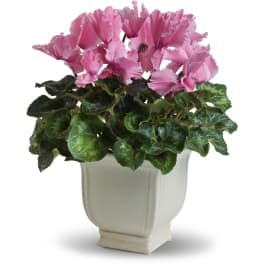 Pink cyclamen plant in a white ceramic pot