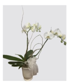 White orchid plant in a cream pot with a sheer ribbon