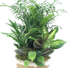 Mixed green potted plants arranged in a low ceramic bowl
