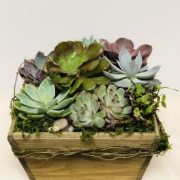 Succulent Box by BloomNation™
