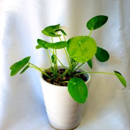 Potted plant with round green leaves in a white pot