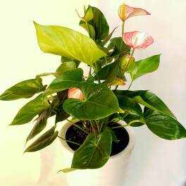 Potted anthurium plant with pink spathes in a white planter