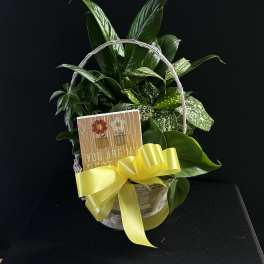 Basket of green houseplants with a yellow ribbon and greeting card