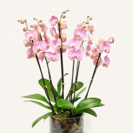 A Dazzling Dance Phalaenopsis Orchids arrangement