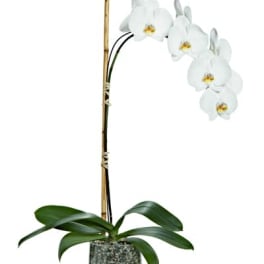 Potted Phalaenopsis