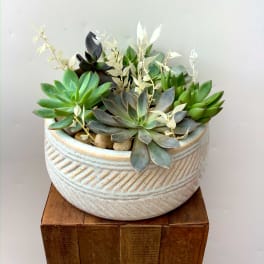 Succulent arrangement in a textured ceramic bowl