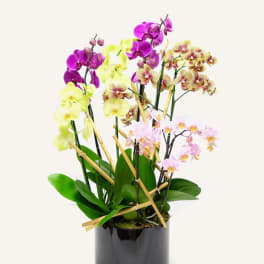 simple & graceful Phalaenopsis Orchid Arrangement.