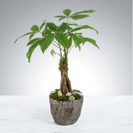 Money Tree by BloomNation™