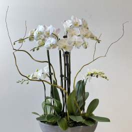 White orchids arranged in a shallow gray bowl with arching stems