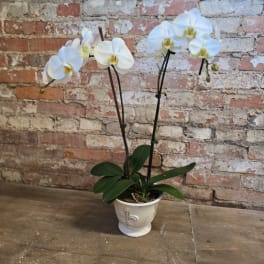 White orchid plant in a decorative ceramic pot