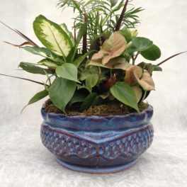 Mixed green houseplants arranged in a blue ceramic planter