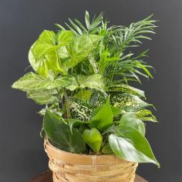Basket of assorted green houseplants against a dark background