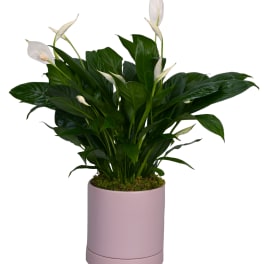 White peace lilies in a pink cylindrical pot