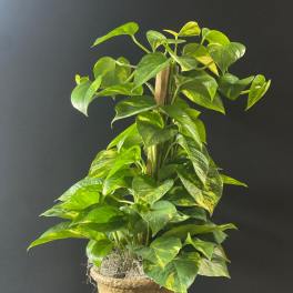 Tall green houseplant with heart-shaped leaves in a woven basket pot against a dark background
