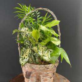 Basket of assorted green houseplants with a woven handle