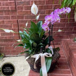 Basket garden with white peace lily and purple phalaenopsis orchids tied with a white ribbon bow