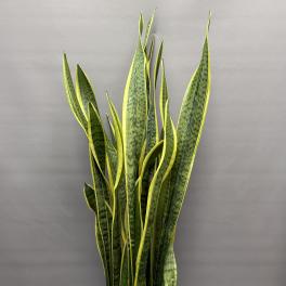 Tall snake plant in a white pot