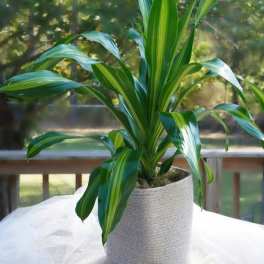 Potted dracaena plant with striped green leaves in a woven container