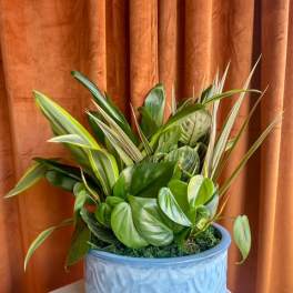 Mixed green potted plant arrangement in a blue ceramic pot