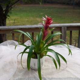 Potted bromeliad with red bloom and long green leaves