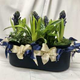 Potted arrangement of purple hyacinths in a black container with blue and gold ribbon