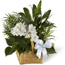 White flowers and green plants arranged in a woven basket with a white ribbon