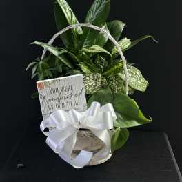 Basket of green houseplants with a white ribbon and sign