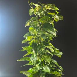 Tall leafy green houseplant in a woven basket-style pot against a dark background.