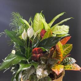 Tropical foliage arrangement with white peace lilies in a basket