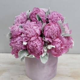 Pink peonies arranged in a blush round box with silvery foliage
