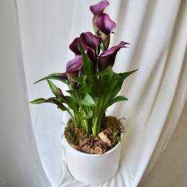 Purple calla lilies in a white pot with moss and bark chips