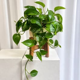 Potted trailing green houseplant on a wooden stand