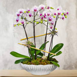 White and purple orchids arranged in a white bowl planter