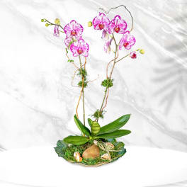 Pink and white orchid plant in a shallow shell-shaped dish with moss and seashell accents.