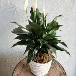 White peace lily plant in a white woven basket pot