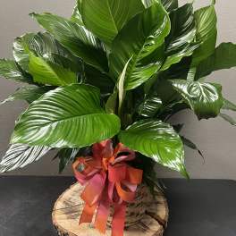 Lush green potted plant in a wicker basket with a ribbon bow
