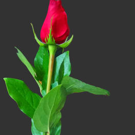 Single red rose held by a gloved hand